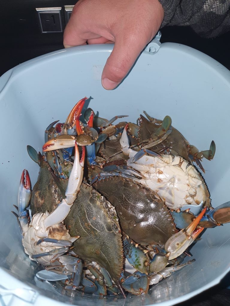 Голубой краб плавунец в панцире ~ 300 г