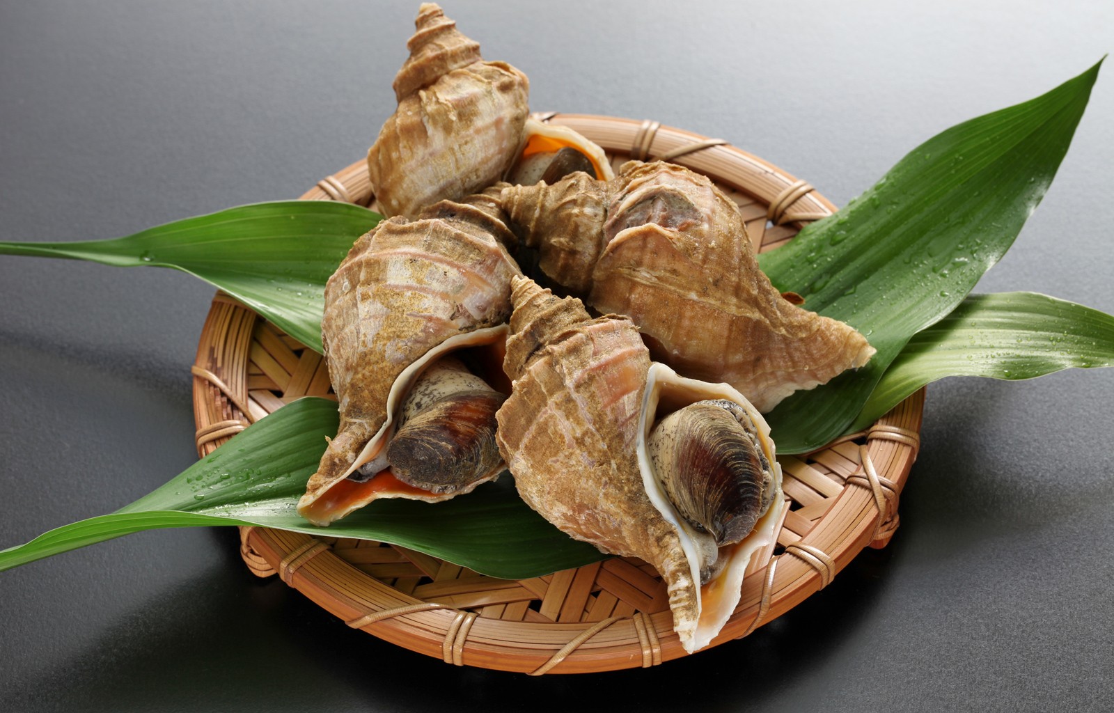 Трубач моллюск живой дальневосточный