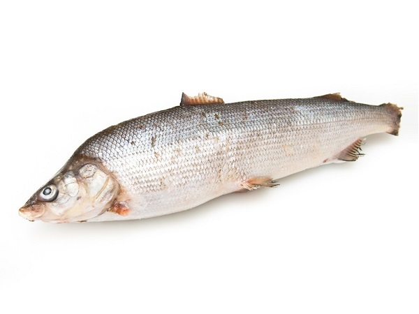 Ледяная рыба атлантическая свежемороженая ~ 250 г в шт